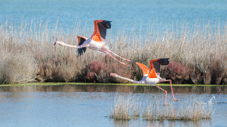 Fishing boat in the water at sunset in Camargue, France.の写真素材