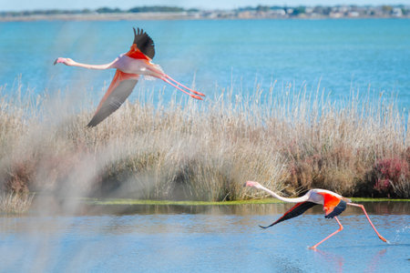 Greater flamingo (Phoenicopterus ruber) in flight in Camargue, France.の写真素材