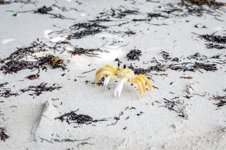 Yellow crab from Martinique, French Antilles, on a white sand beach, coming out of its hole.の写真素材
