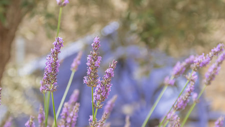 Lavender flowers blooming in the garden, soft focus.の写真素材