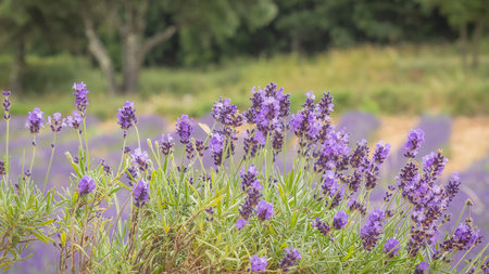 Lavender flowers blooming in a field in the summer.の写真素材