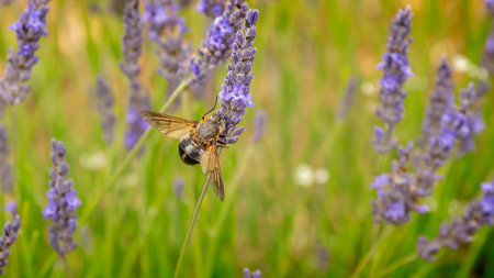 Bee on lavender flower, closeup of insect on lavender flowerの写真素材