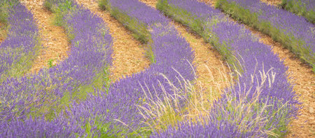Lavender fields in Provence, south of France.の写真素材
