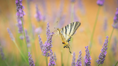 Butterfly on lavender flower in the garden with soft focusの写真素材