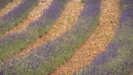 Lavender field in Provence, France. Selective focusの写真素材