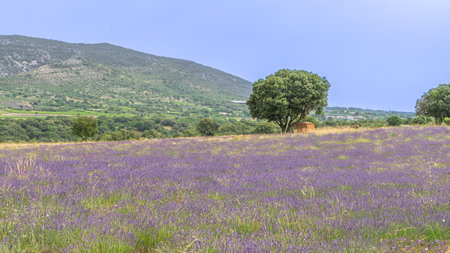 Lavender field in Provence, south of France.の写真素材