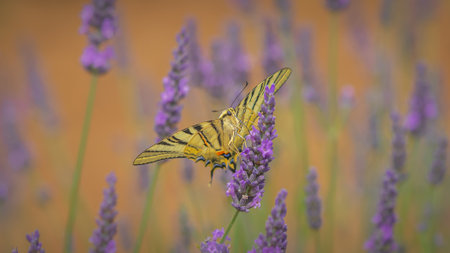 Butterfly on lavender flowers, close-up, macroの写真素材