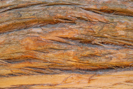 Close up of the bark of an eucalyptus treeの写真素材