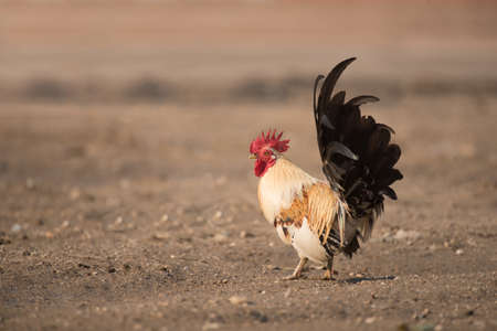 bantam is finding food on the floor.Selective focus.の写真素材