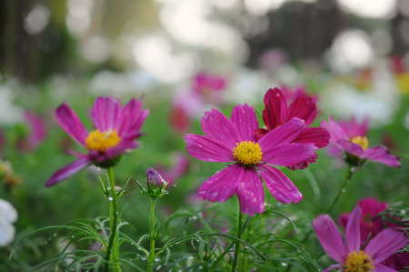 Flowerの写真素材