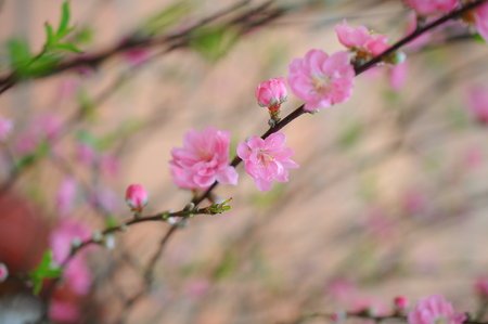 Cherry blossomの写真素材