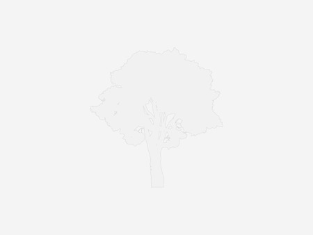 European tree in three dimension rendered in grey on white backgroundのイラスト素材