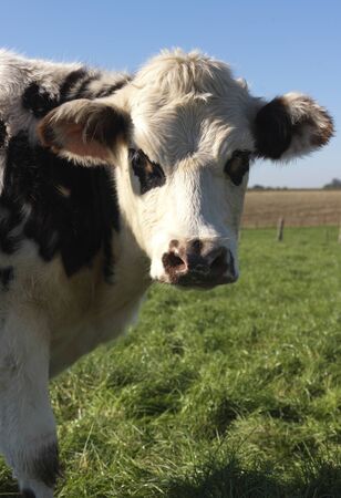 cow headの写真素材