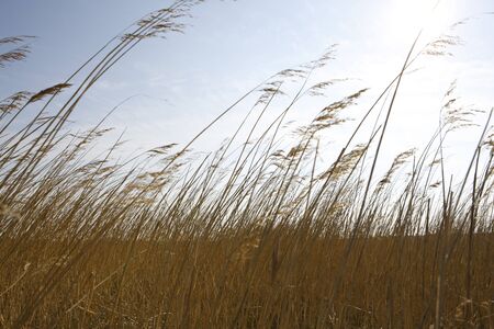 Dry grass in backlightの写真素材