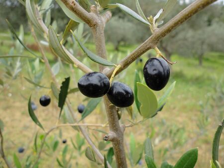three mellow black olive fruits on branchの写真素材