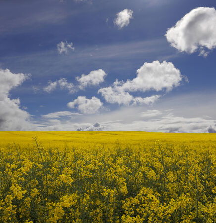 rape field in spring day with blue sky and cloudsの写真素材