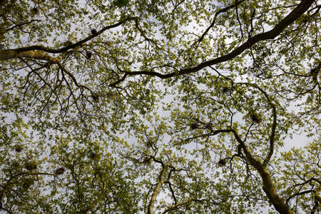 trees with nests in the crowns
の写真素材