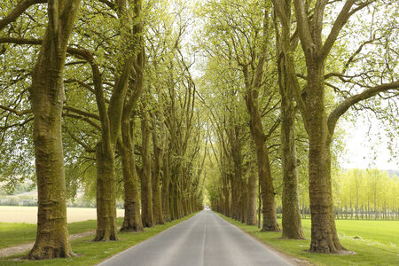 alley in spring timeの写真素材