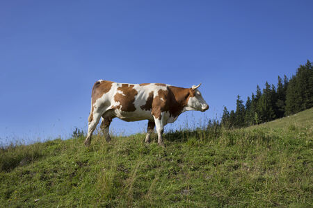 milk cow in German mountainsの写真素材