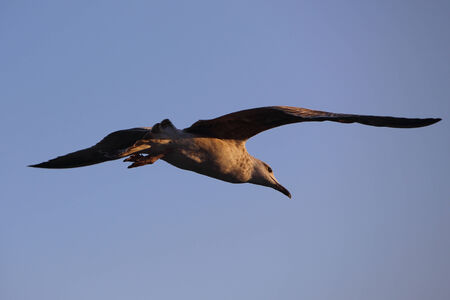 sea gull flyingの写真素材