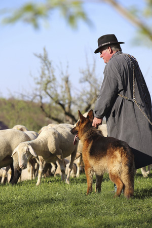 Beuren Baden Wrtemberg Germany April 19 2015: A traditional dressed sheepherder is holding his German shepherd dog looking after his flock of sheep.のeditorial素材