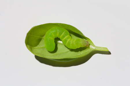 caterpillar crawling on a basil leafの写真素材