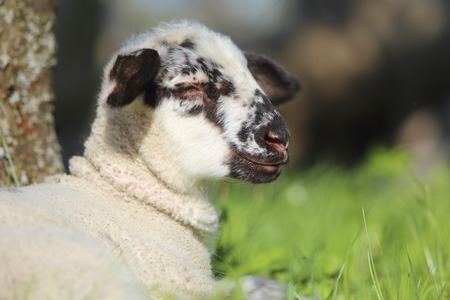 Lamb lying in grass wit the lock behindの写真素材