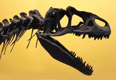 allosaurus fragilis skeleton head in front of a yellow backgroundの写真素材