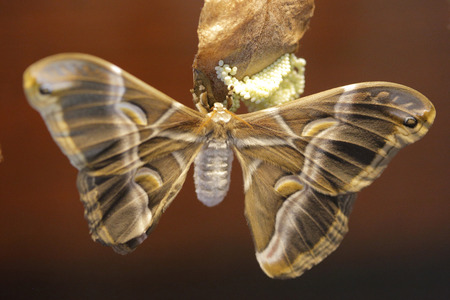 butterfly garding his eggsの写真素材