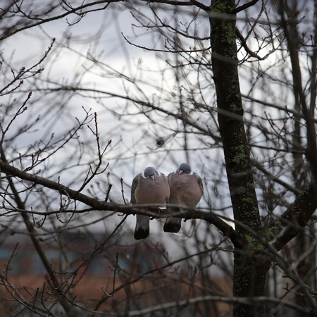 2 pigeons on an urban winter day in the treesの写真素材