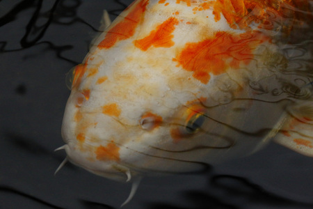 Koi fish in a Japanise gardenの写真素材