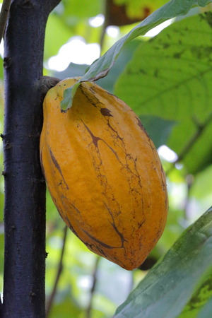cacao fruit (theobroma cacao) on a tree in plantationの写真素材