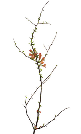 Orange blooming branches isolated with thornsの写真素材