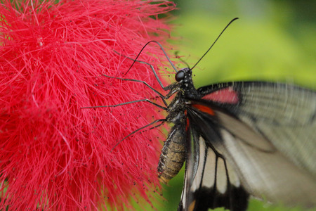butterfly is sucking nectar from a red flowerの写真素材