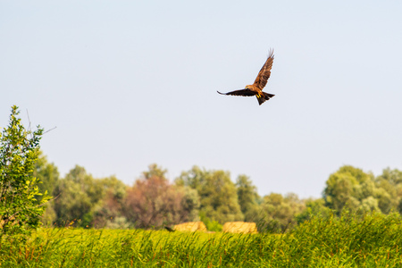 Soaring in the blue sky Hawk Buzzard (buteo buteo). Hawk looking for prey.の写真素材