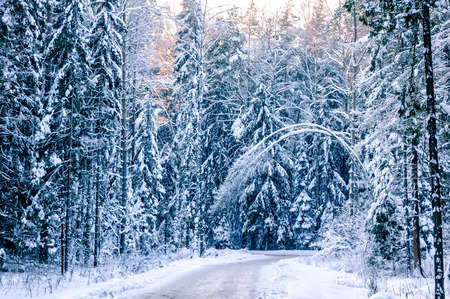 Snow-covered winter forest. Winter road through the forest. The trees bent under the weight of snow.の写真素材