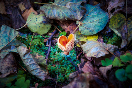 Autumn mushroom breaks through the fallen leaves. Colorful fallen leaves around a young orange forest mushroomの写真素材