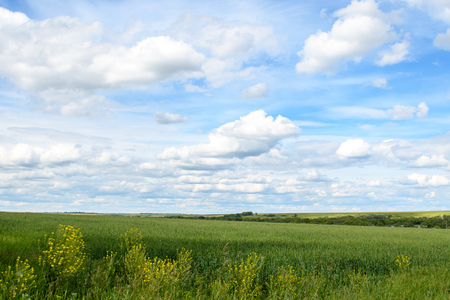 Sunlit green field with yellow flowers in the foreground, blue sky with cloudsの写真素材