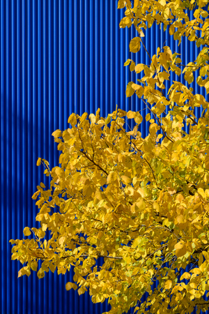 Yellow autumn leaves of a tree against a bright blue wallの写真素材