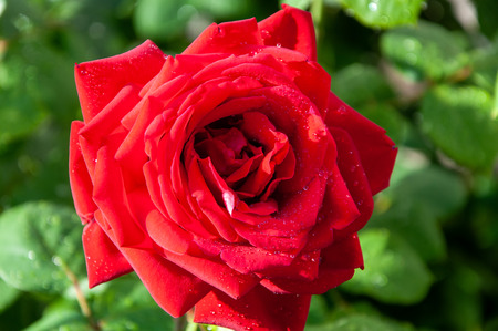 Red rose on green blurred background. Close upの写真素材