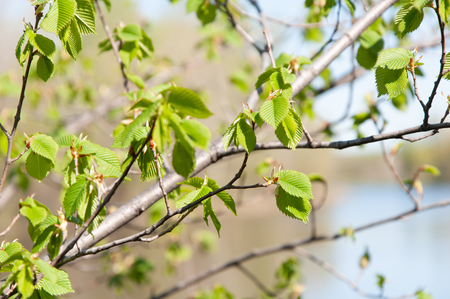 A branch of a spring tree with blossoming buds and flowers on a blurred background. Close up.の写真素材