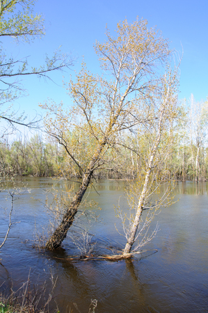 Spring flood. The forest is flooded by the overflowing river.の写真素材