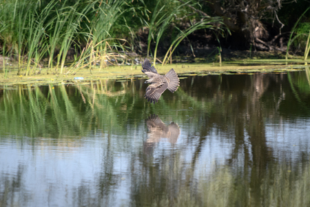 Attack of the Hawk common Buzzard (buteo buteo). The hawk preys on small fish.の写真素材