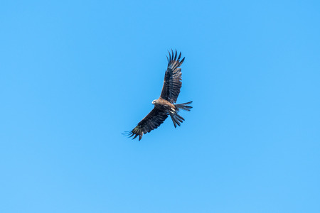 Old battered veteran Hawk Buzzard (buteo buteo) soaring in the blue sky. Hawk looking for prey.
