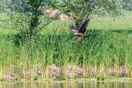 Flying on the background of trees the Hawk the Buzzard (buteo buteo). Hawk looking for prey.の写真素材