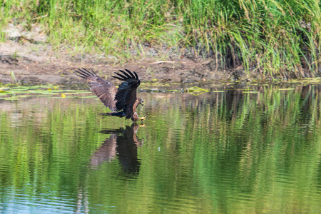 Attack of the Hawk common Buzzard (buteo buteo). The hawk preys on small fish.の写真素材