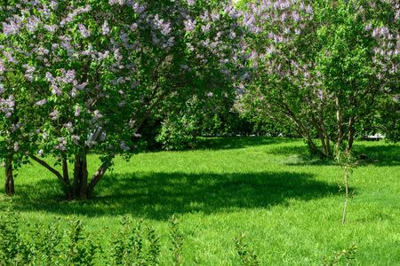 Green lawn with flowering lilac bushes in the city Park on a clear summer Sunny day.の写真素材