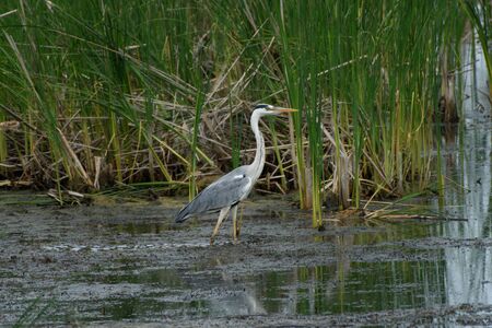 The grey Heron Ardea cinerea stands in the reeds.の写真素材