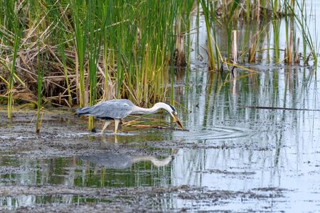 Grey Heron Ardea cinerea hunts in the reeds.の写真素材