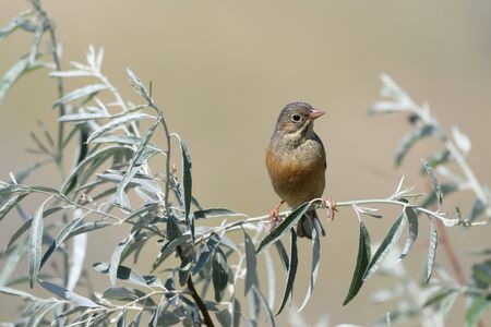A beautiful oatmeal bird sits on a tree branch with silver-green leaves on a blurry yellow background. Close-up.の写真素材